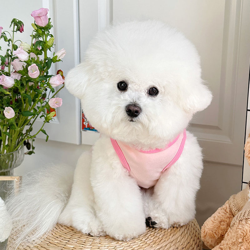 Ropa para perros de dibujos an - Pet Supplies York reseña y precio